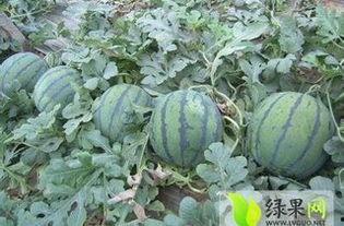 安徽热门瓜,盘点热门瓜果背后的故事与魅力