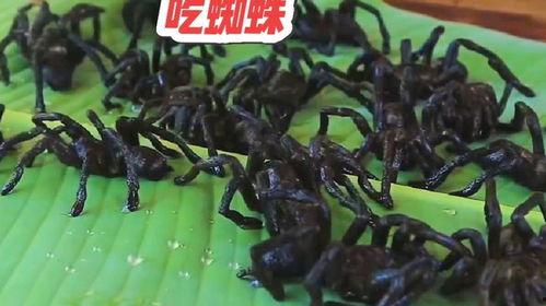 红蜘蛛跟黑蜘蛛吃瓜,瓜果飘香背后的神秘较量