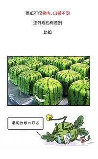 历史热门瓜,那些年轰动一时的热门瓜