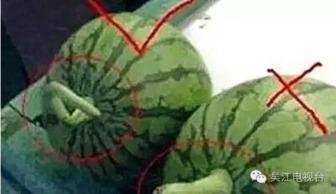 热门瓜茬,揭秘热门瓜茬背后的真相与内幕