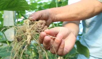 热门瓜茬,揭秘热门瓜茬背后的真相与内幕