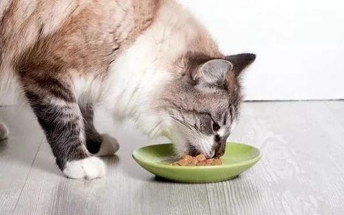 琪琪家的猫今日以吃瓜,今日瓜果盛宴