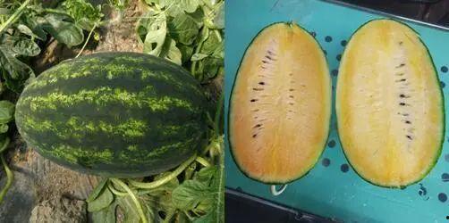 热门瓜王,揭秘娱乐圈最新热点事件