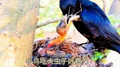黑守瓜能给鸟吃吗,鸟类美食还是有害入侵者？