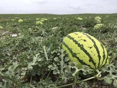 各种热门瓜