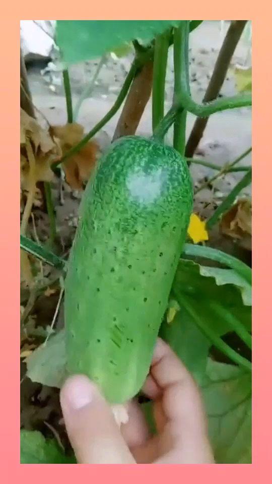 吃瓜黑瓜爆料是真的吗还是假的,真相揭秘，是真是假？