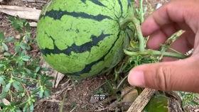 热门瓜抖音瓜,揭秘网络红人的崛起与争议