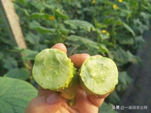 热门白玉瓜,大自然的馈赠，养生美食新宠