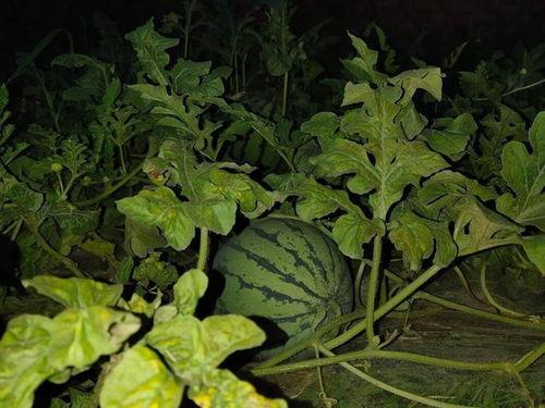 看瓜热门,揭秘娱乐圈最新热点事件