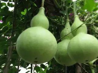 热门葫芦瓜,探索时尚与健康的完美融合