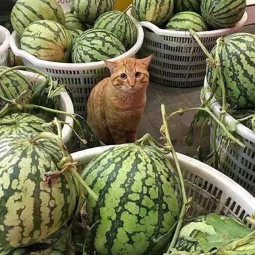 热门瓜保熟瓜,热门瓜保熟瓜，真相大起底！