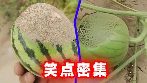 热门瓜保熟瓜,热门瓜保熟瓜，真相大起底！