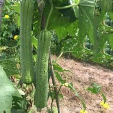 热门瓜种,揭秘明星幕后故事