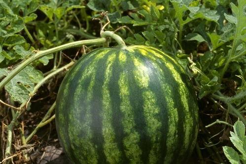 每日黑瓜吃料网今日更新,揭秘今日热点事件，吃料网新鲜资讯速递