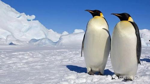 企鹅吃瓜爆料图片高清,高清图揭秘娱乐圈幕后风云