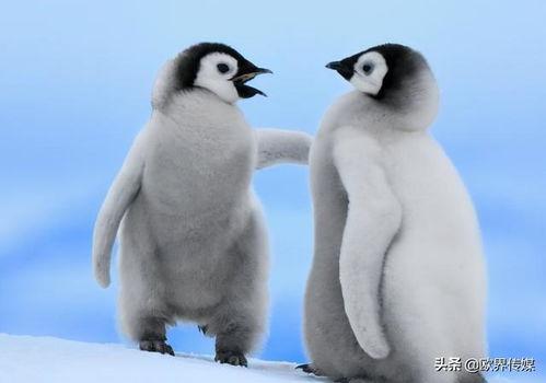 企鹅吃瓜爆料图片高清,高清图揭秘娱乐圈幕后风云