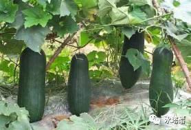 热门三瓜,热门三瓜的神奇功效大盘点