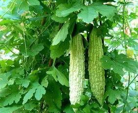 热门三瓜,热门三瓜的神奇功效大盘点