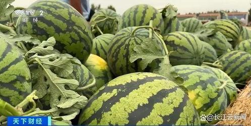 丽水热门瓜,揭秘热门瓜的幕后故事