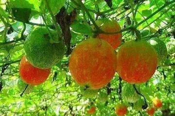 吊瓜热门,探寻神秘果实的传奇与魅力