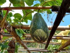 热门瓜菜,盘点时下热门的田园美味