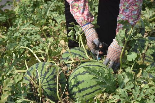 新瓜热门,揭秘网络热点的背后真相