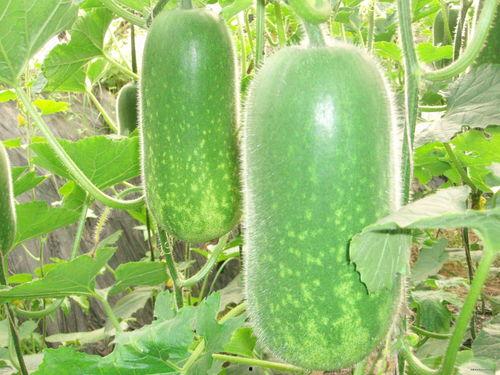 老六吃瓜爆料图片,揭秘娱乐圈幕后真相