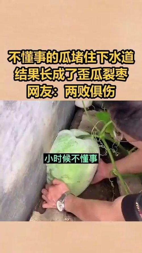 热门歪瓜,网络热梗背后的文化现象与娱乐潮流