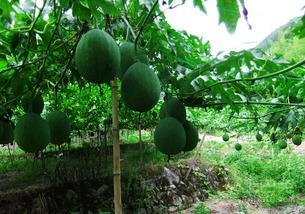 热门吊瓜,揭秘神秘吊瓜的神奇魅力