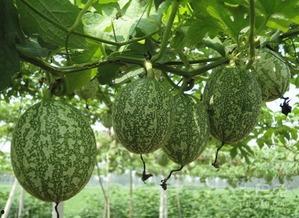 热门吊瓜,揭秘神秘吊瓜的神奇魅力