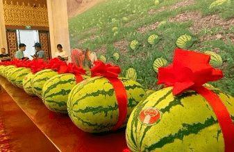 今日必吃的瓜是什么节目,揭秘热门综艺背后的故事