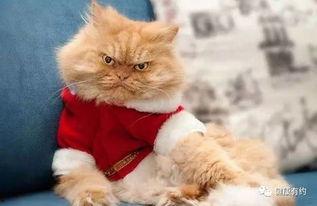 五一爆料吃瓜柚子猫,柚子猫带你吃瓜探秘娱乐圈风云