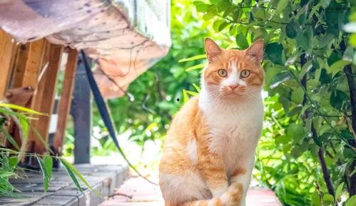 五一爆料吃瓜柚子猫,柚子猫带你吃瓜探秘娱乐圈风云