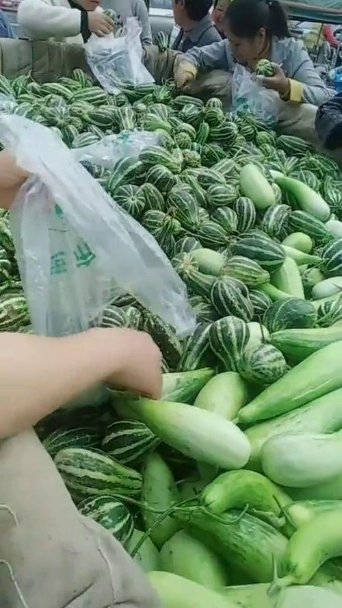 吃瓜会拉黑便吗,揭秘日常饮食与健康关系”