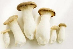 51cg10今日吃瓜蘑菇