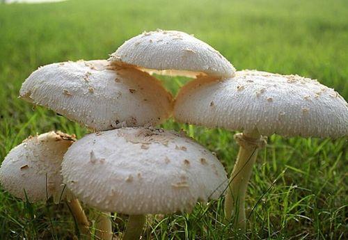 51cg10今日吃瓜蘑菇