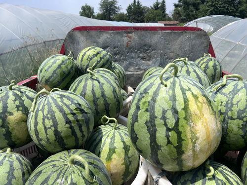 四川今日吃瓜事件视频,一场网络热议的幕后真相揭秘