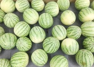 每日大赛51吃瓜黑料,揭秘娱乐圈背后的真相与争议